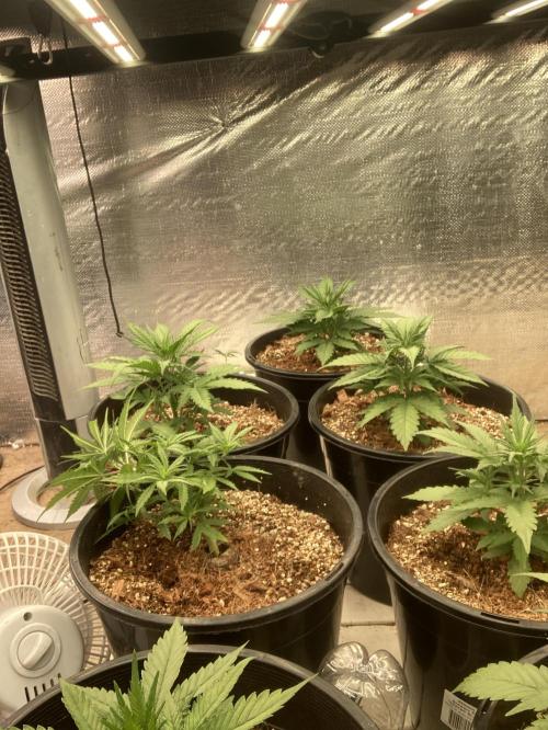 Autoflower. Week 4 - 3