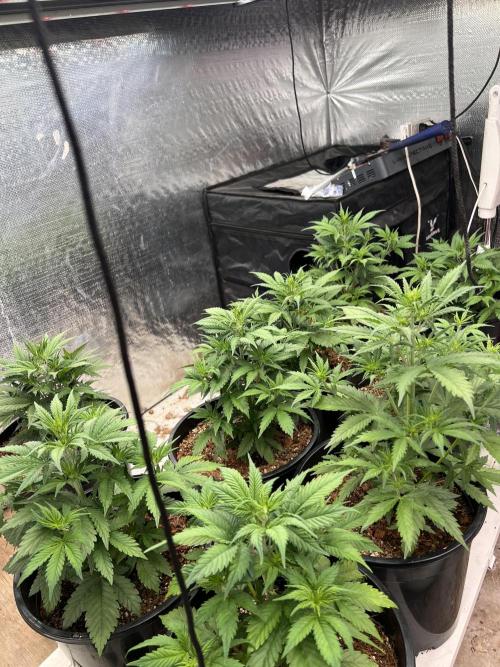 Autoflower. Week 4 - 31/2