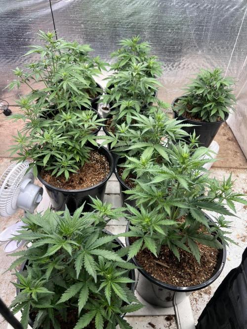 Autoflower. Week 4 - 4 weeks 