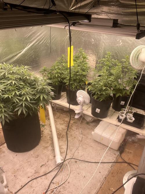 Autoflower. Week 5