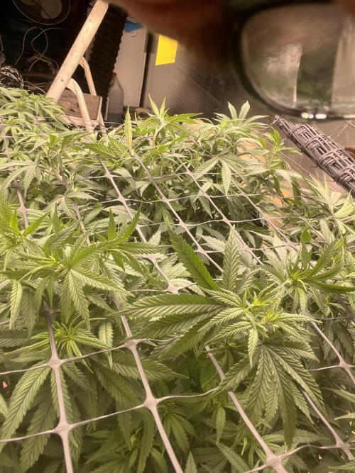 LSD-Feminsed. Week 7