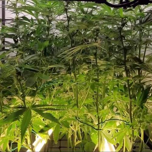 Critical Orange Punch by Dutch Passion2