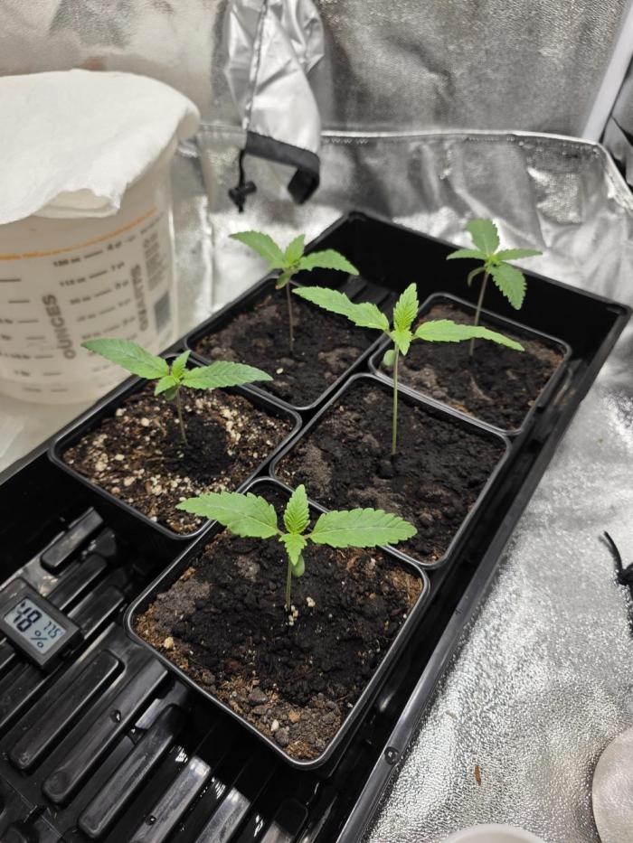 Planet of the Grapes Rbx by Ethos. Week 1 - Planet of the Grapes Rbx x 5