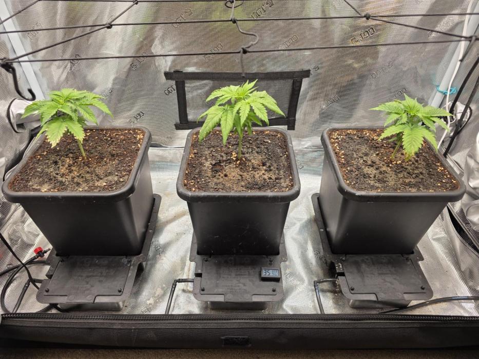 Planet of the Grapes Rbx by Ethos. Week 3 - Planet of the Grapes Rbx, Day 15