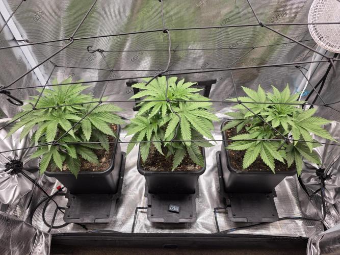 Planet of the Grapes Rbx by Ethos. Week 4 - Planet of the Grapes Rbx, day 22