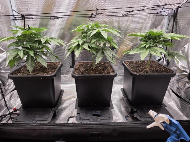 Planet of the Grapes Rbx by Ethos. Week 4 - Planet of the Grapes Rbx, day 22