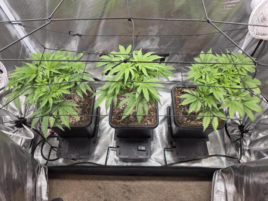 Planet of the Grapes Rbx by Ethos. Week 5 - Planet of the Grapes Rbx, day 29