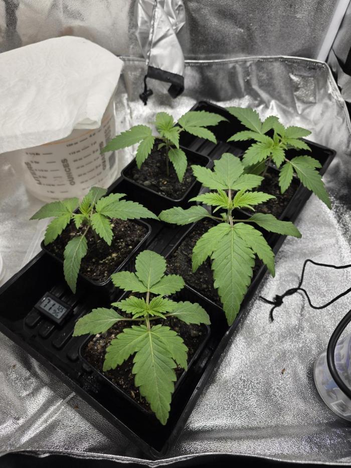 Planet of the Grapes Rbx by Ethos. Week 2 - Planet of the Grapes Rbx, Day 8