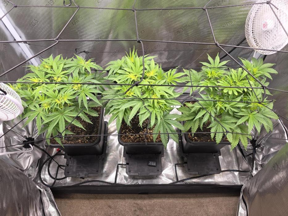 Planet of the Grapes Rbx by Ethos. Week 6 - Planet of the Grapes, Day 1, Flower