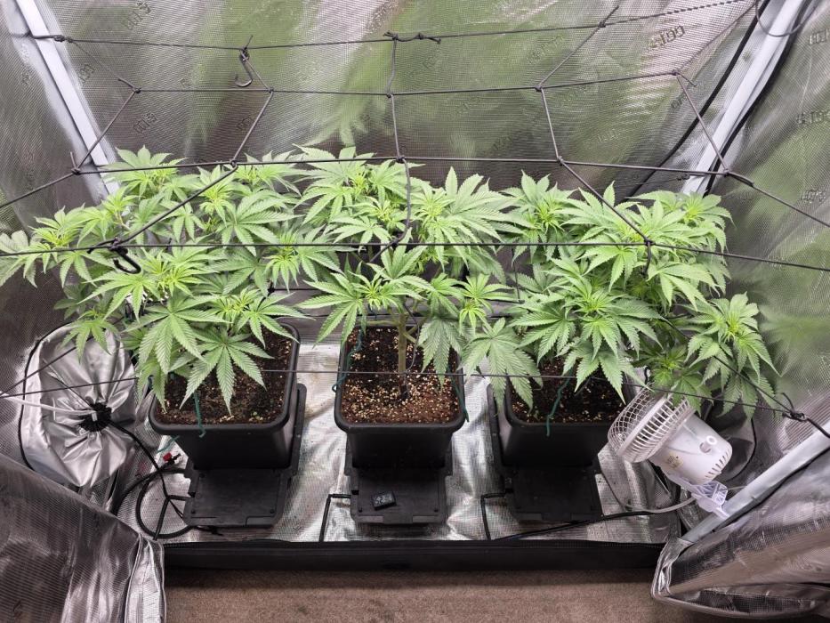 Planet of the Grapes Rbx by Ethos. Week 7 - Planet of the Grapes, Day 8, Flower