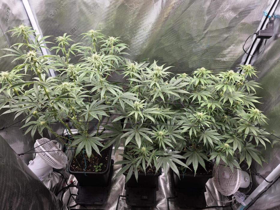 Planet of the Grapes Rbx by Ethos. Week 9 - Planet of the Grapes Rbx, Day 22 of 63