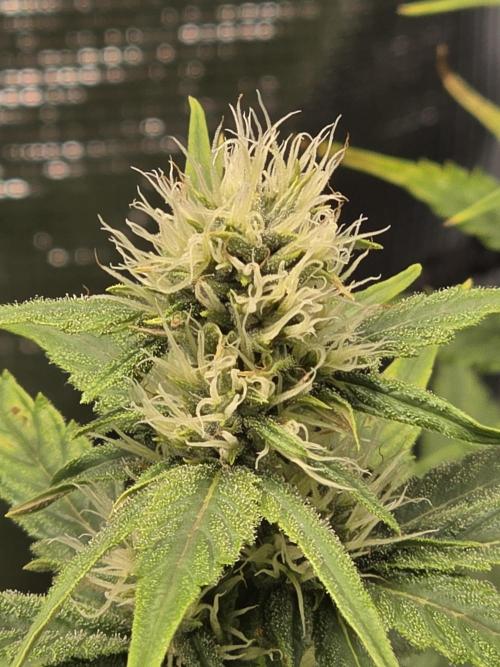 Planet of the Grapes Rbx by Ethos. Week 10 - Day 29 of 63