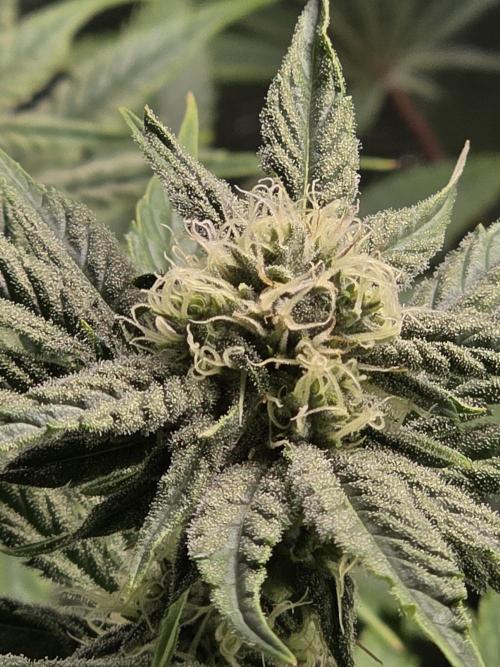 Planet of the Grapes Rbx by Ethos. Week 10 - Day 29 of 63