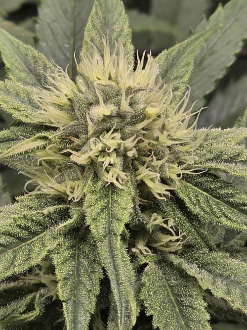 Planet of the Grapes Rbx by Ethos. Week 10 - Day 29 of 63