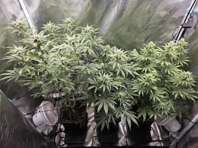 Planet of the Grapes Rbx by Ethos. Week 10 - Day 29 of 63