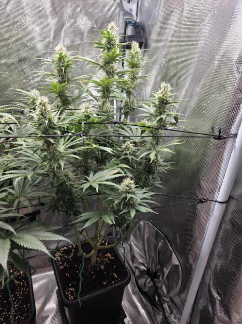 Planet of the Grapes Rbx by Ethos. Week 11 - Planet of the Grapes Rbx, by Ethos Genetics, Day 36 of 63