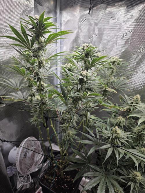 Planet of the Grapes Rbx by Ethos. Week 11 - Planet of the Grapes Rbx, by Ethos Genetics, Day 36 of 63