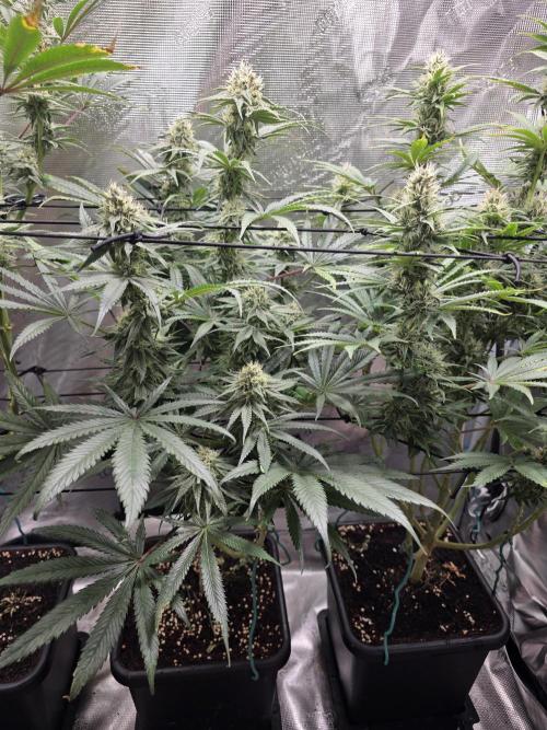 Planet of the Grapes Rbx by Ethos. Week 11 - Planet of the Grapes Rbx, by Ethos Genetics, Day 36 of 63