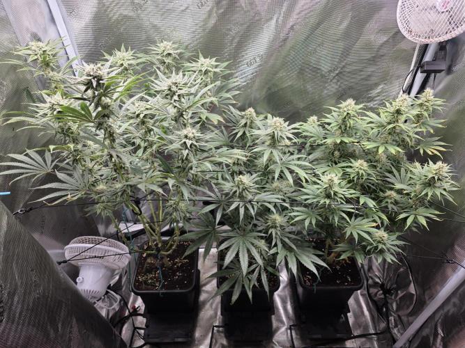 Planet of the Grapes Rbx by Ethos. Week 11 - Planet of the Grapes Rbx, by Ethos Genetics, Day 36 of 63