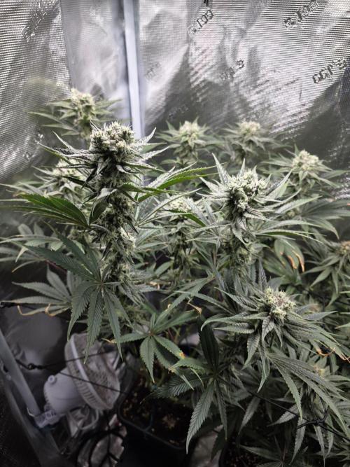 Planet of the Grapes Rbx by Ethos. Week 12 - Planet of the Grapes Rbx, Ethos Genetics Day 43 of 63