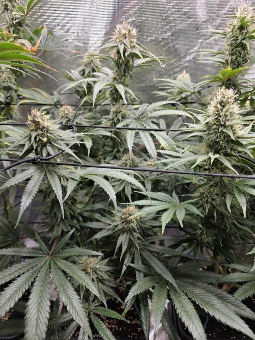 Planet of the Grapes Rbx by Ethos. Week 12 - Planet of the Grapes Rbx, Ethos Genetics Day 43 of 63