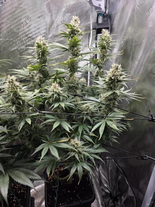 Planet of the Grapes Rbx by Ethos. Week 12 - Planet of the Grapes Rbx, Ethos Genetics Day 43 of 63