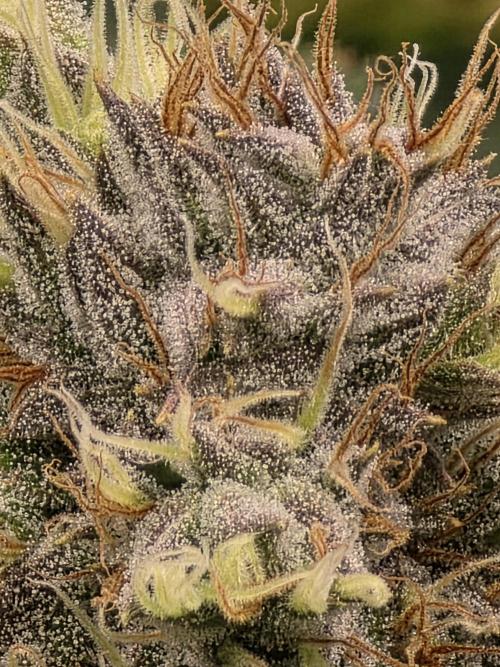 Planet of the Grapes Rbx by Ethos. Week 12 - Planet of the Grapes Rbx, Ethos Genetics Day 43 of 63