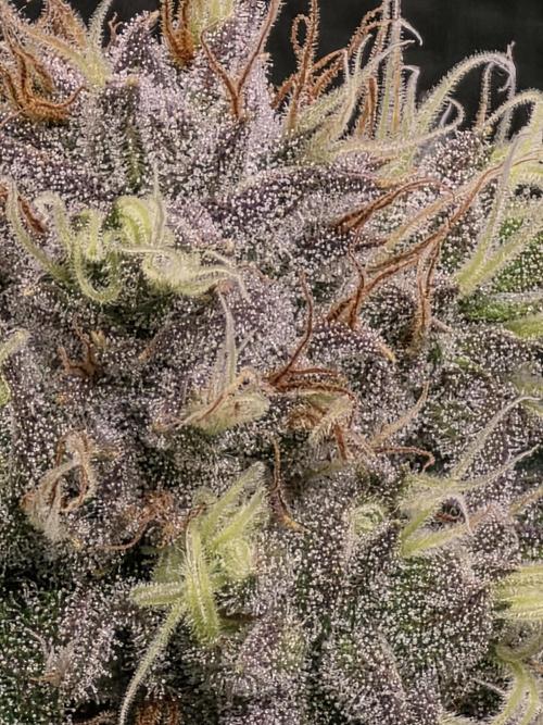 Planet of the Grapes Rbx by Ethos. Week 12 - Planet of the Grapes Rbx, Ethos Genetics Day 43 of 63