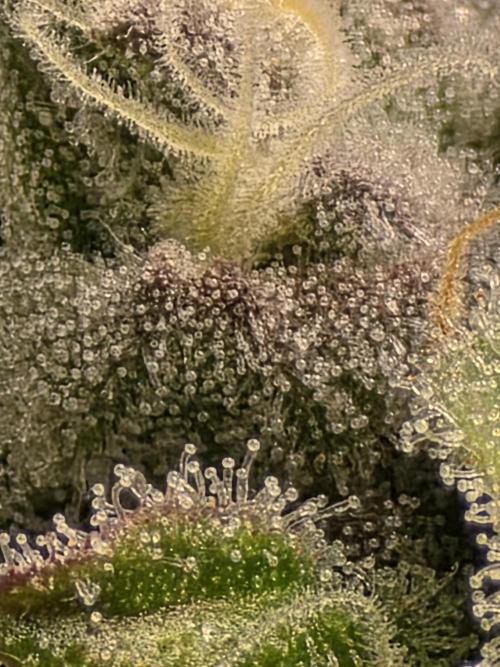 Planet of the Grapes Rbx by Ethos. Week 12 - Planet of the Grapes Rbx, Ethos Genetics Day 43 of 63