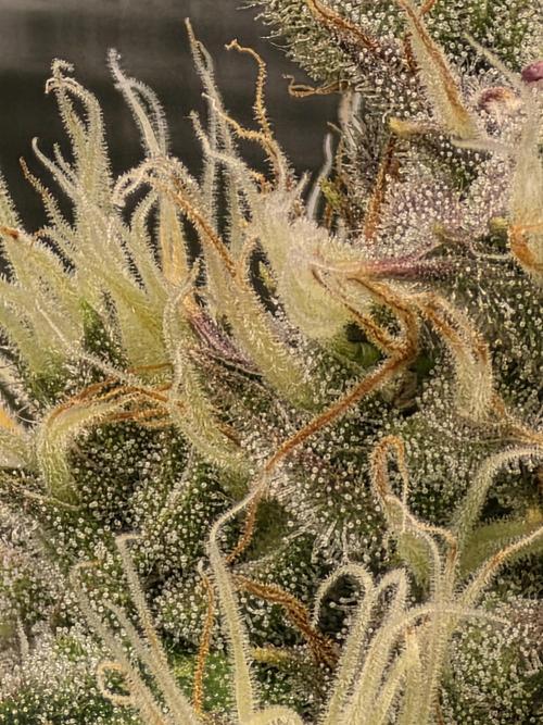 Planet of the Grapes Rbx by Ethos. Week 12 - Planet of the Grapes Rbx, Ethos Genetics Day 43 of 63