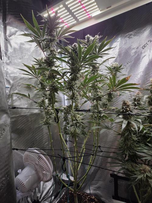 Planet Of The Grapes. Week 13