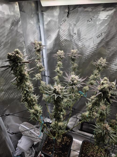 Planet of the Grapes Rbx by Ethos. Week 14 - Ethos Genetics, Planet of the Grapes Rbx, Day 57 of 63