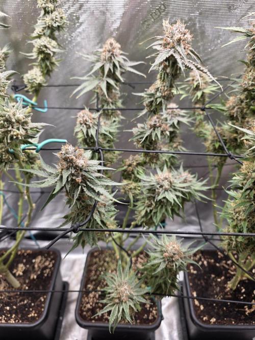 Planet of the Grapes Rbx by Ethos. Week 14 - Ethos Genetics, Planet of the Grapes Rbx, Day 57 of 63