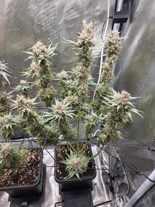 Planet of the Grapes Rbx by Ethos. Week 14 - Ethos Genetics, Planet of the Grapes Rbx, Day 57 of 63