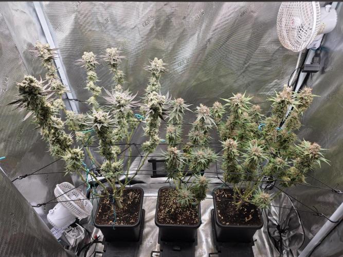 Planet Of The Grapes. Week 14