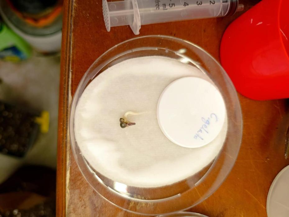 hydro cookie gelato. Week 0