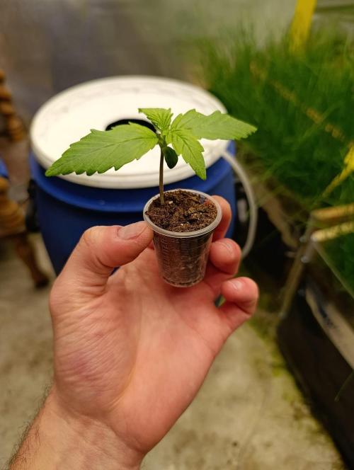 hydro cookie gelato. Week 1