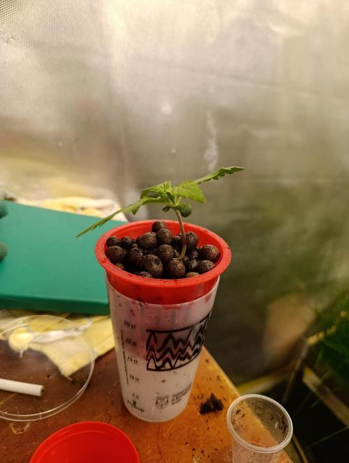 hydro cookie gelato. Week 1