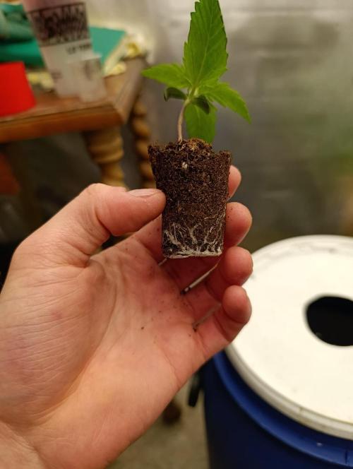 hydro cookie gelato. Week 1