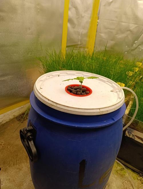 hydro cookie gelato. Week 1