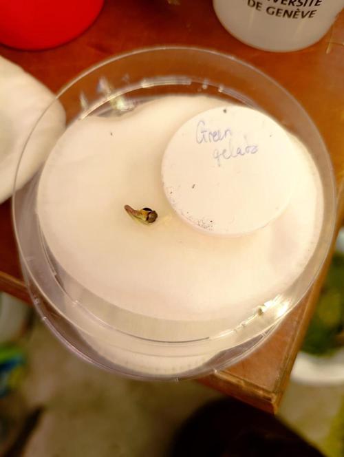 Green gelato auto. Week 0