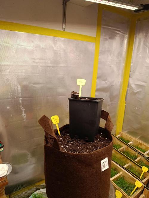 Green gelato auto. Week 0