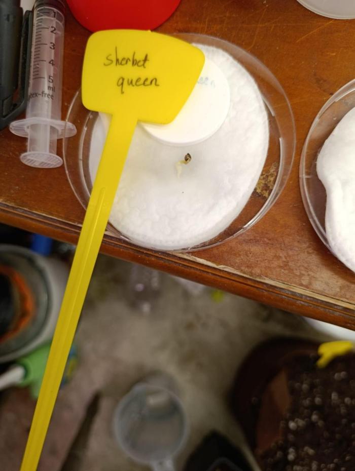 RQS sherbet queen fem. Week 0