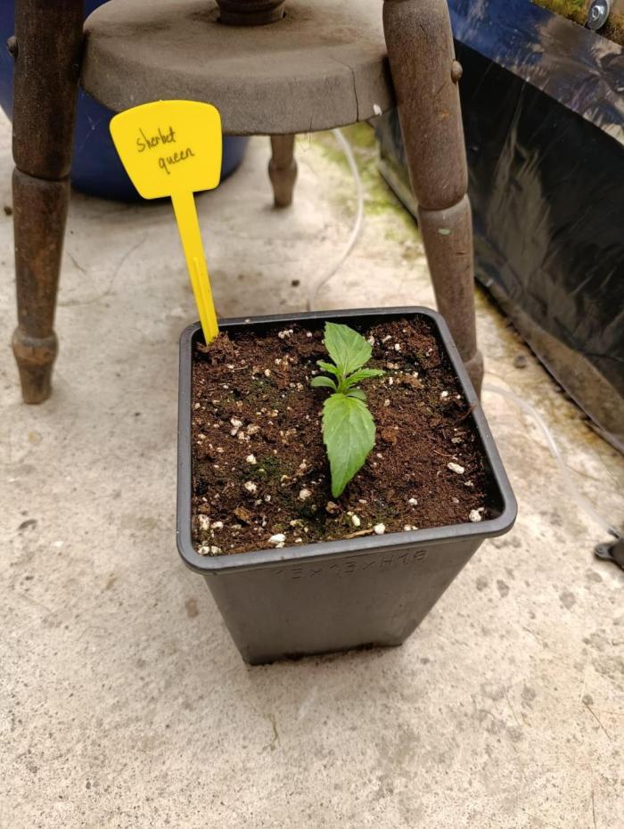 RQS sherbet queen fem. Week 1