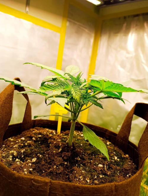 Green gelato auto. Week 3