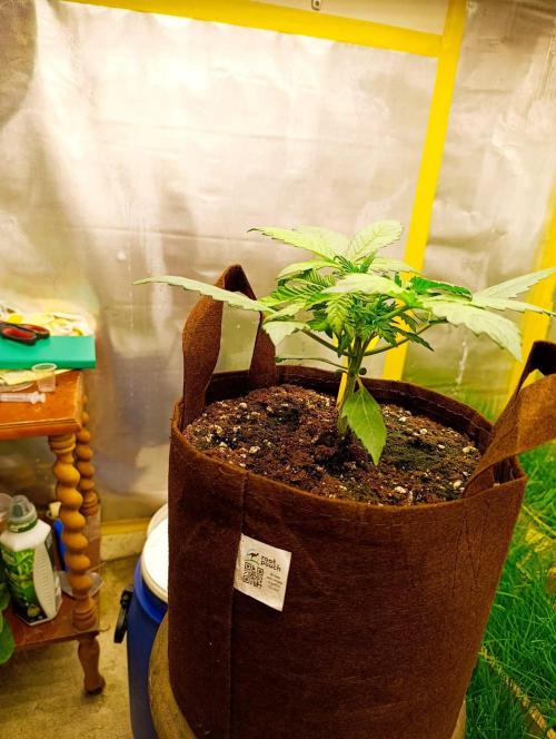 Green gelato auto. Week 3