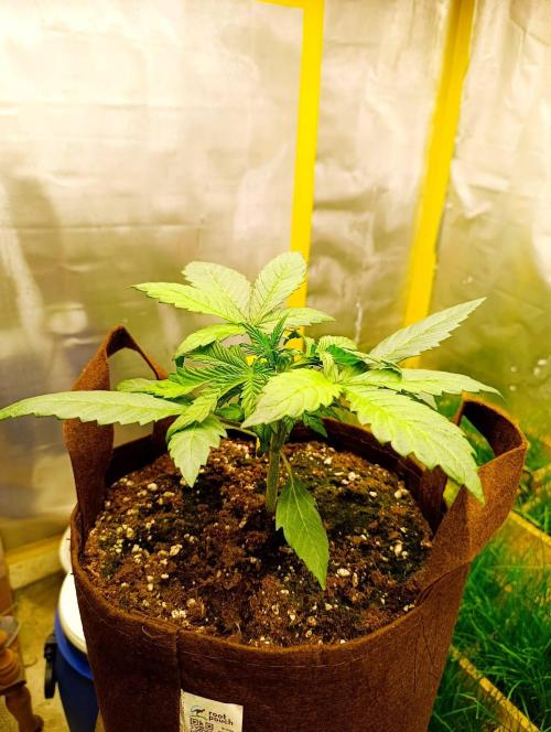 Green gelato auto. Week 3