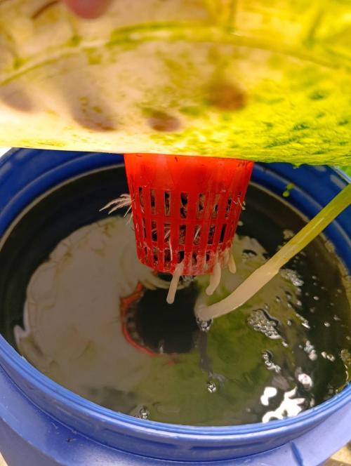 hydro cookie gelato (death and rebirth). Week 2