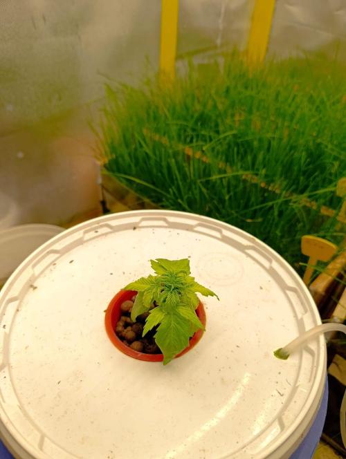 hydro cookie gelato (death and rebirth). Week 2