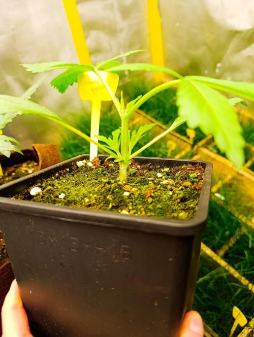 RQS sherbet queen fem. Week 2